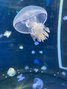 新江ノ島水族館に投稿された画像（2022/8/15）