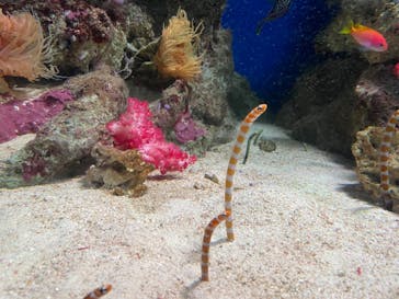 新江ノ島水族館に投稿された画像（2022/8/15）