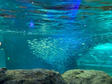 新江ノ島水族館に投稿された画像（2022/8/15）
