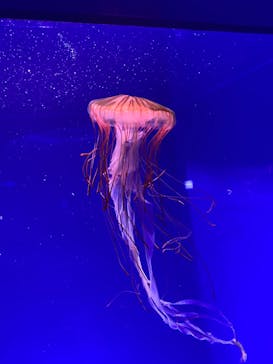 新江ノ島水族館に投稿された画像（2022/8/15）