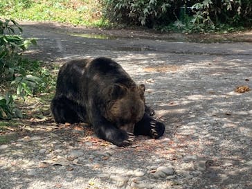 サホロリゾート　ベア･マウンテンに投稿された画像（2022/8/15）