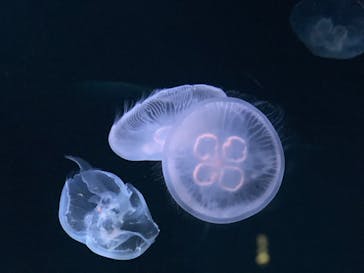 サンシャイン水族館に投稿された画像（2022/8/15）