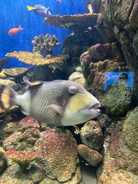 城崎マリンワールドに投稿された画像（2022/8/15）