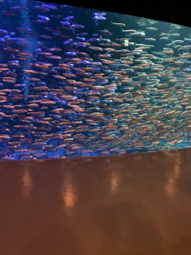 登別マリンパークニクスに投稿された画像（2022/8/15）