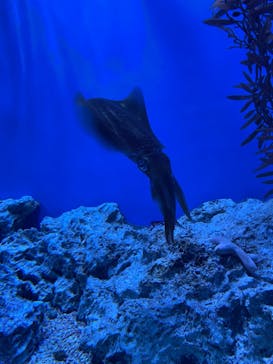 サンシャイン水族館に投稿された画像（2022/8/15）