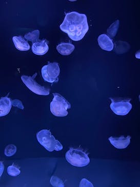 サンシャイン水族館に投稿された画像（2022/8/15）