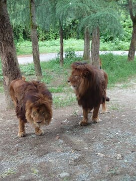 群馬サファリパークに投稿された画像（2022/8/15）