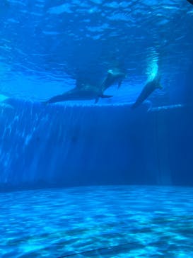 大分マリーンパレス水族館 「うみたまご」に投稿された画像（2022/8/15）
