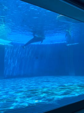 大分マリーンパレス水族館 「うみたまご」に投稿された画像（2022/8/15）