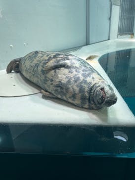 大分マリーンパレス水族館 「うみたまご」に投稿された画像（2022/8/15）