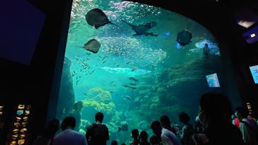 新江ノ島水族館に投稿された画像（2022/8/15）