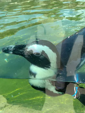 神戸どうぶつ王国に投稿された画像（2022/8/15）