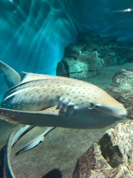 アクアワールド茨城県大洗水族館に投稿された画像（2022/8/15）