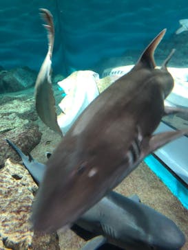 アクアワールド茨城県大洗水族館に投稿された画像（2022/8/15）
