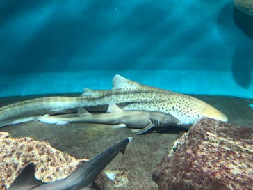 アクアワールド茨城県大洗水族館に投稿された画像（2022/8/15）