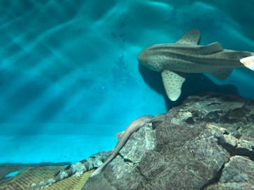 アクアワールド茨城県大洗水族館に投稿された画像（2022/8/15）