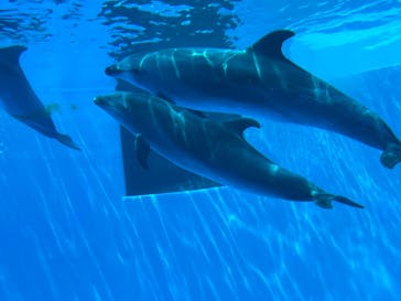 名古屋港水族館に投稿された画像（2022/8/15）