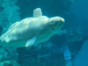 名古屋港水族館に投稿された画像（2022/8/15）