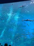 仙台うみの杜水族館に投稿された画像（2022/8/15）