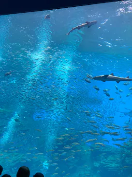 仙台うみの杜水族館に投稿された画像（2022/8/15）