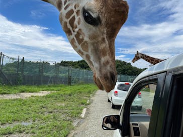 那須サファリパークに投稿された画像（2022/8/15）