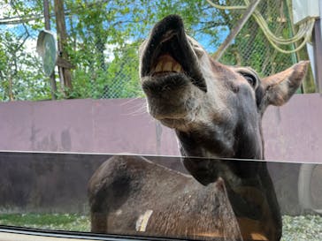 那須サファリパークに投稿された画像（2022/8/15）