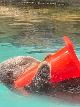 マリンワールド海の中道に投稿された画像（2022/8/15）