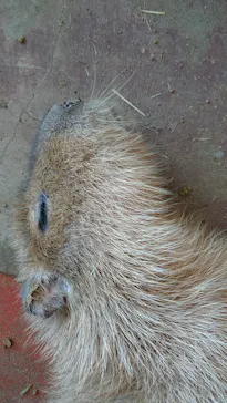 ひらかたパークに投稿された画像（2022/8/15）