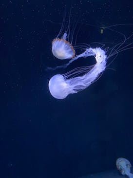 サンシャイン水族館に投稿された画像（2022/8/15）