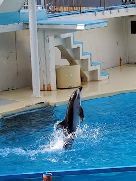 伊豆・三津シーパラダイスに投稿された画像（2022/8/14）