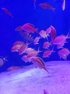 伊豆・三津シーパラダイスに投稿された画像（2022/8/14）