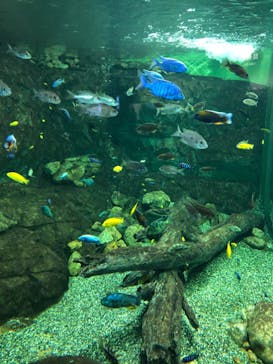 滋賀県立琵琶湖博物館に投稿された画像（2022/8/15）