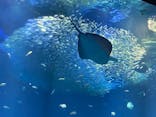 アクアワールド茨城県大洗水族館に投稿された画像（2022/8/15）