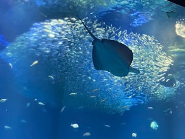 アクアワールド茨城県大洗水族館に投稿された画像（2022/8/15）