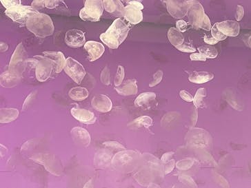 アクアワールド茨城県大洗水族館に投稿された画像（2022/8/15）