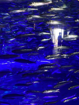 アクアワールド茨城県大洗水族館に投稿された画像（2022/8/15）