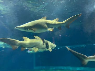 アクアワールド茨城県大洗水族館に投稿された画像（2022/8/15）