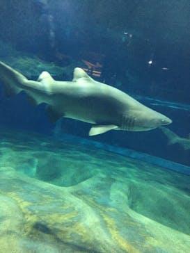 アクアワールド茨城県大洗水族館に投稿された画像（2022/8/15）