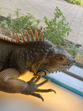 Moff animal cafe iias つくば店に投稿された画像（2022/8/15）