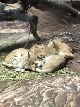 那須どうぶつ王国に投稿された画像（2022/8/15）