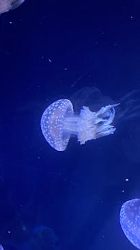 名古屋港水族館に投稿された画像（2022/8/15）