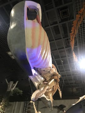 サンシャイン水族館に投稿された画像（2021/11/6）