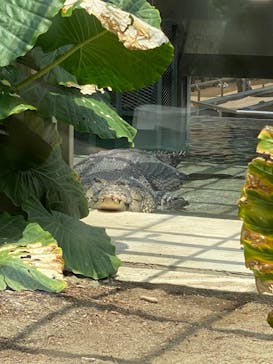 体感型動物園iZooに投稿された画像（2022/8/15）