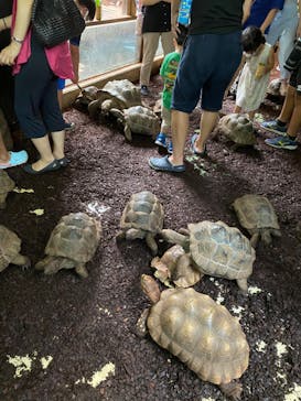 体感型動物園iZooに投稿された画像（2022/8/15）
