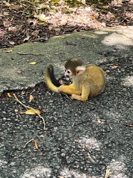石垣やいま村に投稿された画像（2022/8/15）