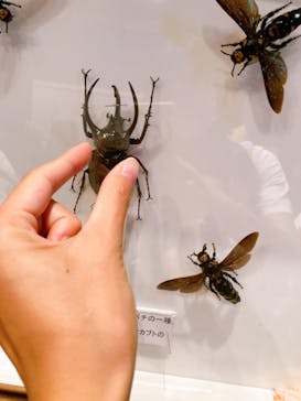 体感するファーブル昆虫展 NAGOYAに投稿された画像（2022/8/15）