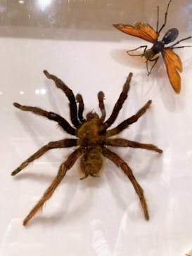 体感するファーブル昆虫展 NAGOYAに投稿された画像（2022/8/15）