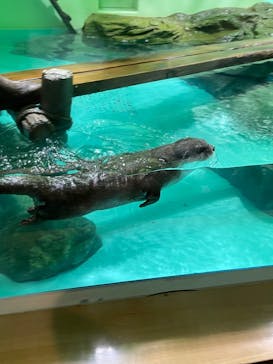 しながわ水族館に投稿された画像（2022/8/15）