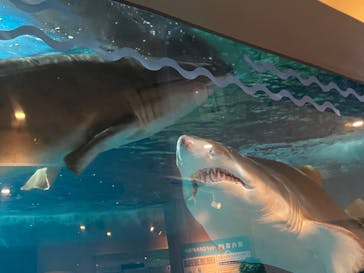 しながわ水族館に投稿された画像（2022/8/15）