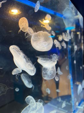 しながわ水族館に投稿された画像（2022/8/15）